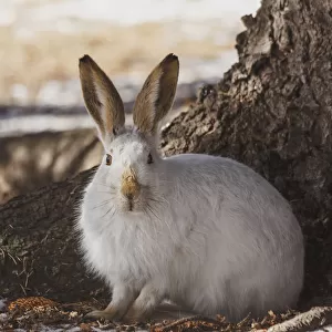Wild Prairie Hare / White-Tailed Jack Rabbit (Lepus Townsendii) In Winter Fur At The Foot Of A Spruce Tree; Edmonton, Alberta, Canada