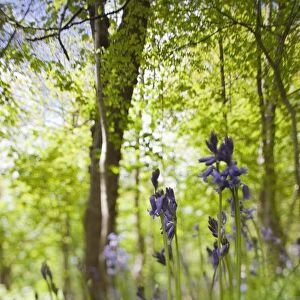 Wildflowers And Trees Illuminated By Sunlight; Northumberland, England