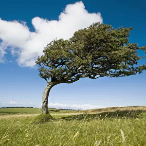Wind-Swept Solitary Tree On Open Grassy Moorland
