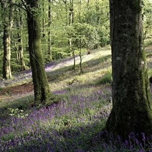 Woods In Spring, Clara Vale; Clara Vale, County Wicklow, Ireland