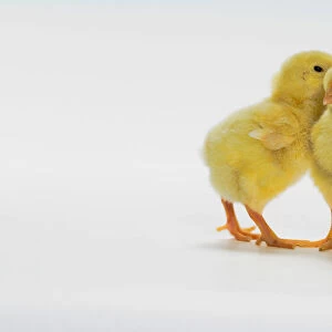 Yellow Chicks. Baby Chickens