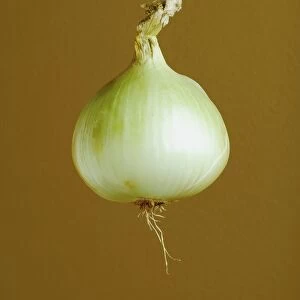 A Yellow Onion