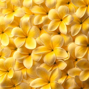 Yellow Plumeria Flowers With Water Droplets, Spread Out Flat, Background A22C