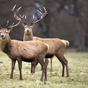 Yorkshire, England; Deer Standing In A Field