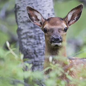 Young Elk (Cervus Canadensis), Jasper National Park; Alberta, Canada