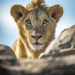 Young male lion watches camera over rocks