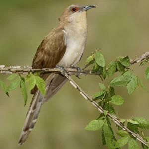 Black-billed Cuckoo (Coccyzus erythropthalmus) male, Texas, USA