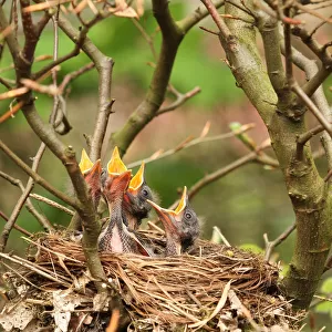Common Blackbird (Turdus merula) chicks in nest, Lower Saxony, Germany