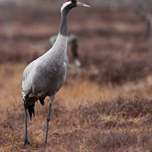 Common Crane (Grus grus), Sweden