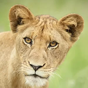 Portrait of a Lion (Panthera leo), sub-adult, South Africa, Mpumalanga