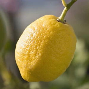 citrus limon, lemon