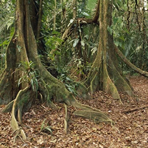 pterocarpus officinalis, dragonsblood tree