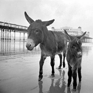 7 years old donkey and foal Jan. January 1975 75-00258-006