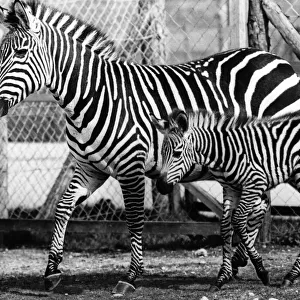 Animals: Baby With A Big Secret.... Born - to Zebra George