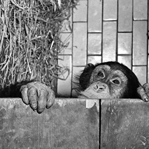 Anmals. Monkeys Chimps. Fifi. February 1954 P004100