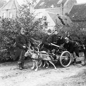 Belgian Gun Dogs during World War One in Belgium Circa 1915