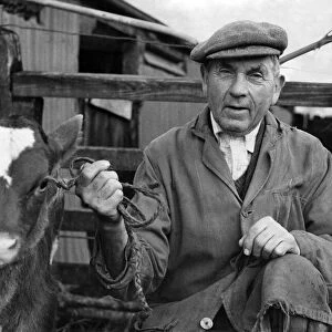 Farmer Mr. Clayton-Wheeler of Cross Roads Farm, Cricklade, Wiitshire seen with a calf