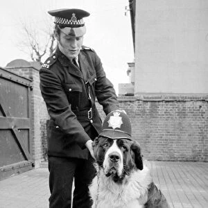 A Lost St Bernard dog handed in at the police station in Harlesden Police Station North