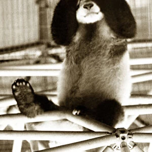 Panda sitting with his paws over his eyes. Circa 1980