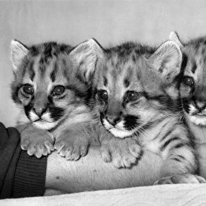Safe Among the Tigers: These baby pumas probably wouldn t survive long in the wild