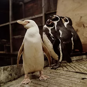 Snowball the all white penguin who stands out from the crowd