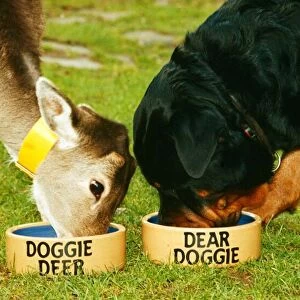 Wrack the Rottweiler and his pal Sparky the fallow dear seen here enjoying lunch