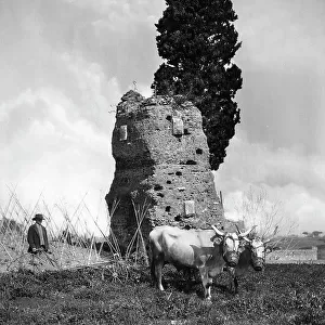 A couple of oxen in front of the ruins of a monument, Via Appia Antica, Rome