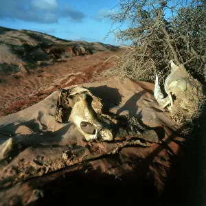 Lower Juba. Skeleton of a camel killed by drought