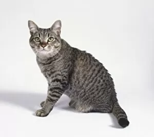 Brown Mackarel Tabby Asian cat with well-spaced eyes, oval paws and medium-thick tail, sitting