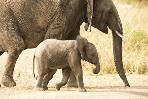 Young Elephant (Loxodonta africana) calf walking beside its mother, Serengeti National Park