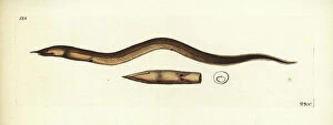 Snake Eel