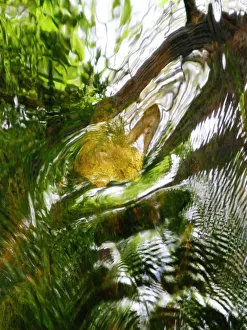 Abstract A, Massachusetts, Seekonk, Caratunk Wildlife Refuge, Shapes And Green Reflections In Water Abstract A, Massachusetts, Seekonk, Caratunk Wildlife Refuge, Shapes And Green Reflections In Water