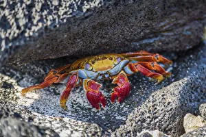 Adult Sally Lightfoot Crab (Grapsus Grapsus) Under Grey Rock; Galapagos Islands, Ecuador Adult Sally Lightfoot Crab (Grapsus Grapsus) Under Grey Rock; Galapagos Islands, Ecuador