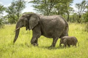 African elephant and calf walk through clearing, Serengeti National Park, Tanzania African elephant and calf walk through clearing, Serengeti National Park, Tanzania