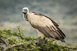 African white-backed vulture atop tree looking down, Serengeti, Tanzania African white-backed vulture atop tree looking down, Serengeti, Tanzania