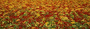 Agriculture - A field of commercially grown Nasturtiums / Lompoc, California, USA Agriculture - A field of commercially grown Nasturtiums / Lompoc, California, USA