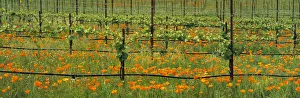 Agriculture - Wine grape vineyard in early Spring showing early foliage with poppies Agriculture - Wine grape vineyard in early Spring showing early foliage with poppies