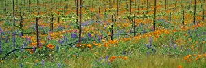 Agriculture - Wine grape vineyard in Spring showing early foliage with poppies Agriculture - Wine grape vineyard in Spring showing early foliage with poppies