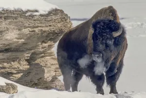 American bison bull warming in sun exhaling breath in winter, Soda Butte Cone, YNP, Wyoming, USA American bison bull warming in sun exhaling breath in winter, Soda Butte Cone, YNP, Wyoming, USA