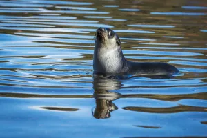 Antarctic Fur Seal (Arctocephalus Gazella) Reflected In Rippled Water; Antarcitca Antarctic Fur Seal (Arctocephalus Gazella) Reflected In Rippled Water; Antarcitca