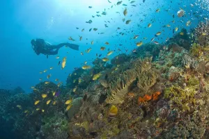 Apo Island Marine Park, Negros Oriental Island, Philippines, Southeast Asia; Scuba Diver Apo Island Marine Park, Negros Oriental Island, Philippines, Southeast Asia; Scuba Diver