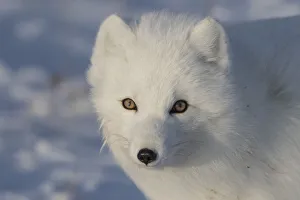 Arctic Fox (Vulpes Lagopus)In The Sunshine; Churchill, Manitoba, Canada Arctic Fox (Vulpes Lagopus)In The Sunshine; Churchill, Manitoba, Canada