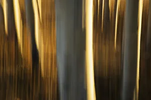 Artistic View Of Aspen Trees Using A Vertical Panning Technique; Carcross, Yukon, Canada Artistic View Of Aspen Trees Using A Vertical Panning Technique; Carcross, Yukon, Canada