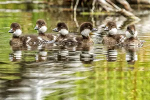 Baby ducks swimming together in a tranquil lake, Yukon, Canada Baby ducks swimming together in a tranquil lake, Yukon, Canada