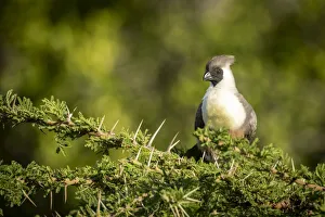 Bare-faced go-away-bird perches in thorny acacia tree, Serengeti, Tanzania Bare-faced go-away-bird perches in thorny acacia tree, Serengeti, Tanzania