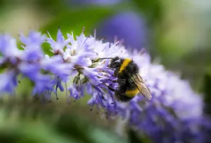A Bee Resting On A Purple Flower; South Shields, Tyne And Wear, England A Bee Resting On A Purple Flower; South Shields, Tyne And Wear, England