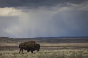 Bison (bison bison) walking in the prairies, Grasslands National Park; Saskatchewan, Canada Bison (bison bison) walking in the prairies, Grasslands National Park; Saskatchewan, Canada