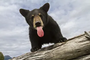 Black Bear Cub (Ursus Americanus) With Its Tongue Out, Captive In Alaska Wildlife Black Bear Cub (Ursus Americanus) With Its Tongue Out, Captive In Alaska Wildlife