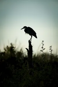 Black-headed heron stands on stump in silhouette, Serengeti, Tanzania Black-headed heron stands on stump in silhouette, Serengeti, Tanzania