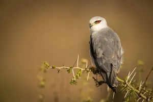Black-shouldered kite perched on thornbush looking left, Serengeti, Tanzania Black-shouldered kite perched on thornbush looking left, Serengeti, Tanzania